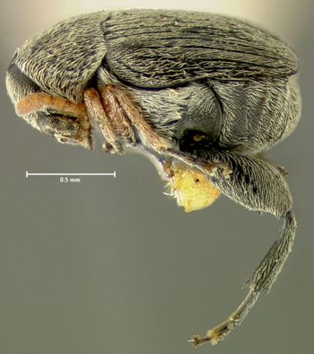Media type: image;   Entomology 25049 Aspect: habitus lateral view